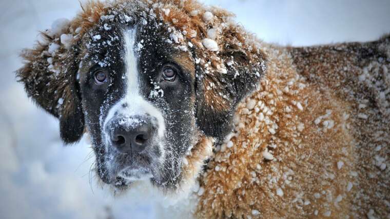 A Trip Back in Time: How People Talked About home remedies for dog cold 20 Years Ago