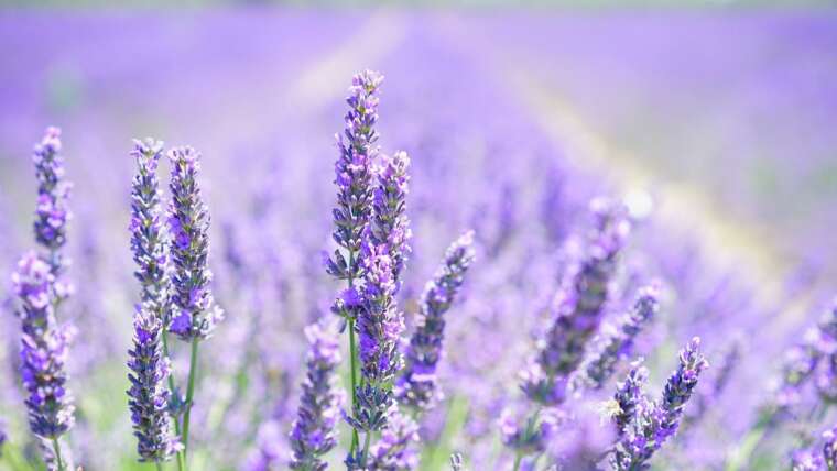Undeniable Proof That You Need bulgarian lavender
