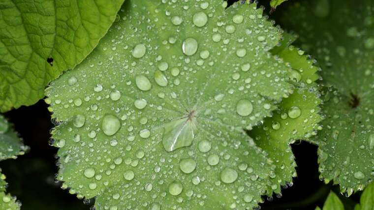 Buzzwords, De-buzzed: 10 Other Ways to Say lady mantle benefits